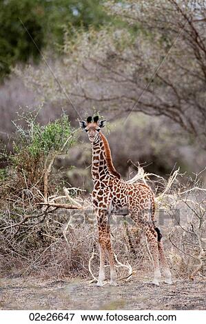 Giraffe wildlife in Kenya View Large Photo Image Stock Photo - Giraffe wildlife in Kenya. Fotosearch