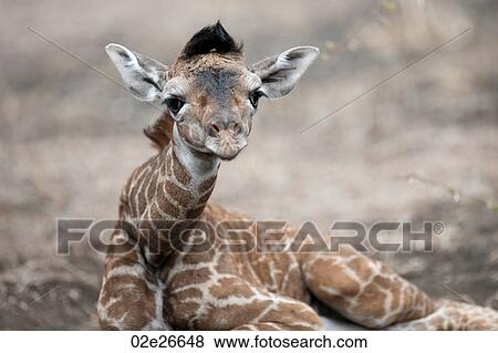 Giraffe wildlife in Kenya View Large Photo Image Stock Photo - Giraffe wildlife in Kenya. Fotosearch