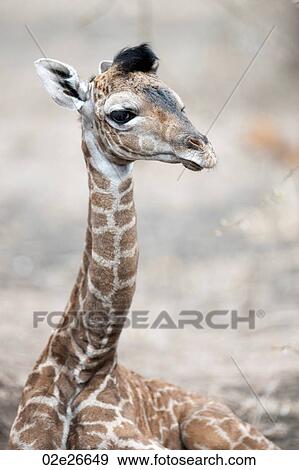 Giraffe wildlife in Kenya View Large Photo Image Stock Photo - Giraffe wildlife in Kenya. Fotosearch