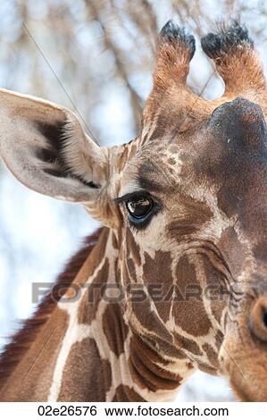 Giraffe wildlife in Kenya View Large Photo Image Stock Photograph - Giraffe wildlife in Kenya. Fotosearch