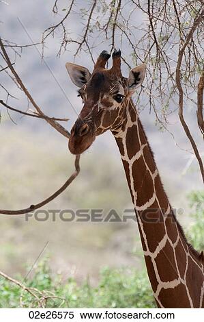 Giraffe wildlife in Kenya View Large Photo Image Stock Photography - Giraffe wildlife in Kenya. Fotosearch