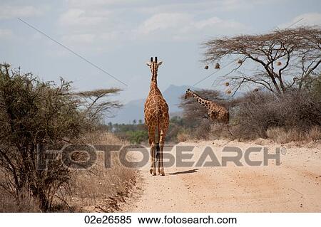 Giraffe wildlife in Kenya View Large Photo Image Stock Photography - Giraffe wildlife in Kenya. Fotosearch