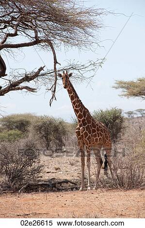 Giraffe wildlife in Kenya View Large Photo Image Stock Photography - Giraffe wildlife in Kenya. Fotosearch