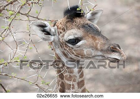 Giraffe wildlife in Kenya View Large Photo Image Stock Photography - Giraffe wildlife in Kenya. Fotosearch