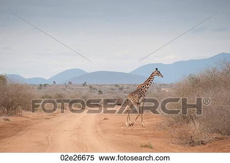 Giraffe wildlife in Kenya View Large Photo Image Stock Photography - Giraffe wildlife in Kenya. Fotosearch