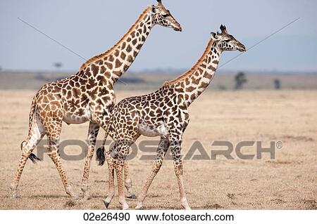 Giraffes in Kenya View Large Photo Image Stock Image - Giraffes in Kenya. Fotosearch