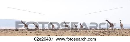 Giraffes in Kenya View Large Photo Image Stock Photo - Giraffes in Kenya. Fotosearch