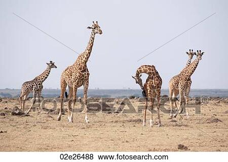 Giraffes in Kenya View Large Photo Image Stock Photo - Giraffes in Kenya. Fotosearch