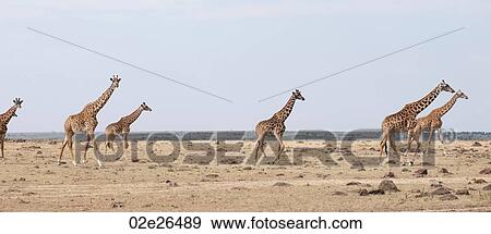 Stock Photo - Giraffes in Kenya. Fotosearch