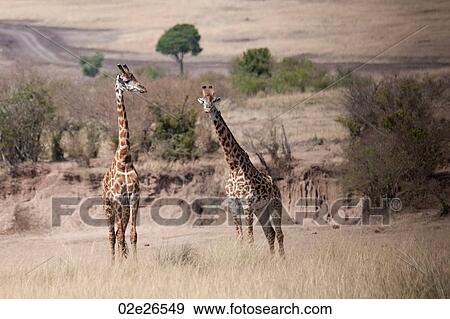 Giraffes in Kenya View Large Photo Image Stock Photo - Giraffes in Kenya. Fotosearch