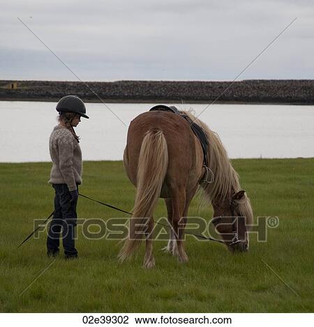 Girl in helmet holding grazing Icelandic horse on rein View Large Photo Image Stock Image - Girl in helmet holding grazing Icelandic horse on rein. Fotosearch