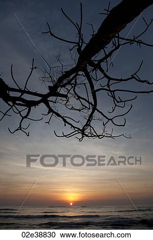 glowing orange sunset over the ocean with a bare tree branch overhanging View Large Photo Image Stock Image - glowing orange sunset over the ocean with a bare tree branch overhanging. Fotosearch