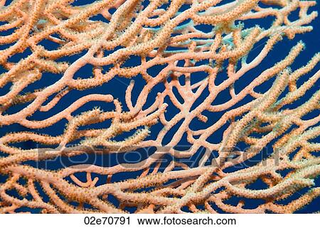 Gorgonian (Annella Mollis) View Large Photo Image Stock Image - Gorgonian (Annella Mollis). Fotosearch