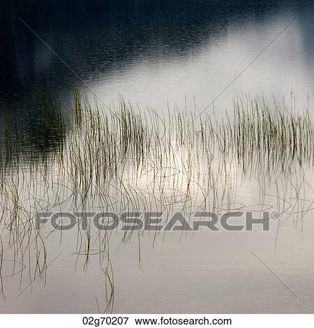 Grass in water, Granvinsvatnet, Granvin, Hordaland County, Norway View Large Photo Image Stock Photo - Grass in water, Granvinsvatnet, Granvin, Hordaland County, Norway. Fotosearch