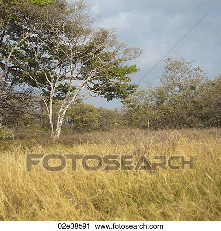 Grasslands in Costa Rica View Large Photo Image Stock Image - Grasslands in Costa Rica. Fotosearch