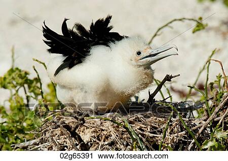 Great frigatebird (Fregata minor) chick in its nest, Darwin Bay, Genovesa Island, Galapagos Islands, Ecuador View Large Photo Image Stock Image - Great frigatebird (Fregata minor) chick in its nest, Darwin Bay, Genovesa Island, Galapagos Islands, Ecuador. Fotosearch