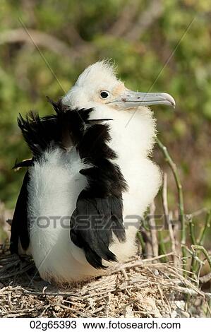 Great frigatebird (Fregata minor) chick in its nest, Darwin Bay, Genovesa Island, Galapagos Islands, Ecuador View Large Photo Image Stock Image - Great frigatebird (Fregata minor) chick in its nest, Darwin Bay, Genovesa Island, Galapagos Islands, Ecuador. Fotosearch