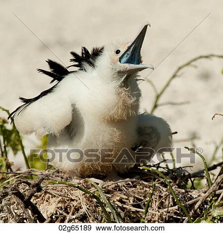 Great frigatebird (Fregata minor) chick calling in its nest, Genovesa Island, Galapagos Islands, Ecuador View Large Photo Image Stock Photo - Great frigatebird (Fregata minor) chick calling in its nest, Genovesa Island, Galapagos Islands, Ecuador. Fotosearch
