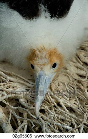 Great frigatebird (Fregata minor) chick in the nest, North Seymour Island, Galapagos Islands, Ecuador View Large Photo Image Stock Photograph - Great frigatebird (Fregata minor) chick in the nest, North Seymour Island, Galapagos Islands, Ecuador. Fotosearch