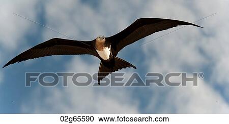 Great frigatebird (Fregata minor) in flight, Genovesa Island, Galapagos Islands, Ecuador View Large Photo Image Stock Image - Great frigatebird (Fregata minor) in flight, Genovesa Island, Galapagos Islands, Ecuador. Fotosearch
