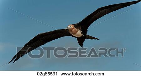 Great frigatebird (Fregata minor) in flight, Genovesa Island, Galapagos Islands, Ecuador View Large Photo Image Stock Image - Great frigatebird (Fregata minor) in flight, Genovesa Island, Galapagos Islands, Ecuador. Fotosearch