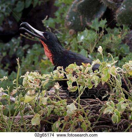 Great frigatebird (Fregata minor) calling, Genovesa Island, Galapagos Islands, Ecuador View Large Photo Image Picture - Great frigatebird (Fregata minor) calling, Genovesa Island, Galapagos Islands, Ecuador. Fotosearch