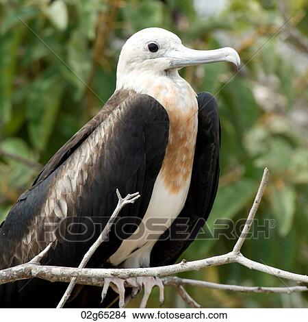 Picture - Great frigatebird (Fregata Minor), North Seymour Island, Galapagos Islands, Ecuador. Fotosearch
