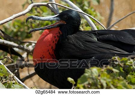 Great frigatebird (Fregata Minor), North Seymour Island, Galapagos Islands, Ecuador View Large Photo Image Picture - Great frigatebird (Fregata Minor), North Seymour Island, Galapagos Islands, Ecuador. Fotosearch