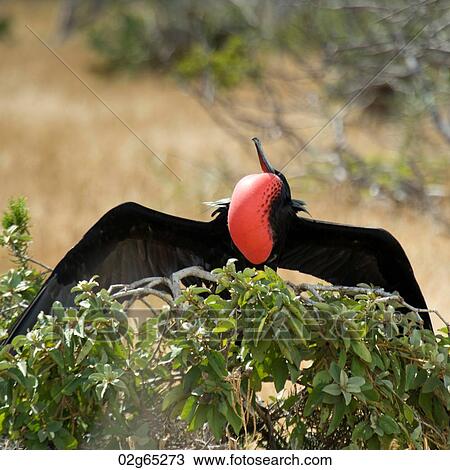 Great frigatebird (Fregata minor) taking off from a tree branch, North Seymour Island, Galapagos Islands, Ecuador View Large Photo Image Stock Image - Great frigatebird (Fregata minor) taking off from a tree branch, North Seymour Island, Galapagos Islands, Ecuador. Fotosearch