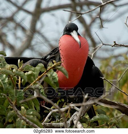 Great frigatebird (Fregata Minor), North Seymour Island, Galapagos Islands, Ecuador View Large Photo Image Stock Image - Great frigatebird (Fregata Minor), North Seymour Island, Galapagos Islands, Ecuador. Fotosearch