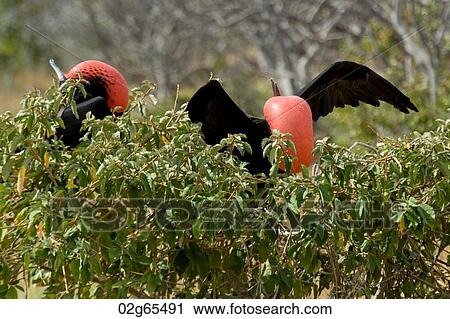 Great frigatebird (Fregata Minor), North Seymour Island, Galapagos Islands, Ecuador View Large Photo Image Stock Image - Great frigatebird (Fregata Minor), North Seymour Island, Galapagos Islands, Ecuador. Fotosearch