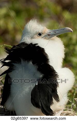 Stock Photo - Great frigatebird (Fregata minor) chick, Darwin Bay, Genovesa Island, Galapagos Islands, Ecuador. Fotosearch