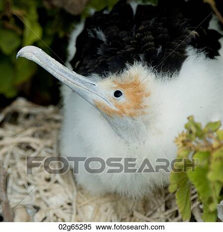Great frigatebird (Fregata minor) chick, North Seymour Island, Galapagos Islands, Ecuador View Large Photo Image Stock Photography - Great frigatebird (Fregata minor) chick, North Seymour Island, Galapagos Islands, Ecuador. Fotosearch