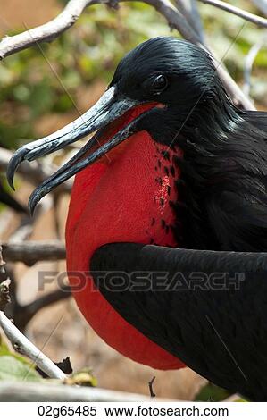 Great frigatebird (Fregata Minor), North Seymour Island, Galapagos Islands, Ecuador View Large Photo Image Stock Photography - Great frigatebird (Fregata Minor), North Seymour Island, Galapagos Islands, Ecuador. Fotosearch