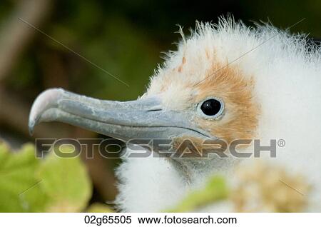 Great frigatebird (Fregata minor) chick, North Seymour Island, Galapagos Islands, Ecuador View Large Photo Image Stock Photography - Great frigatebird (Fregata minor) chick, North Seymour Island, Galapagos Islands, Ecuador. Fotosearch