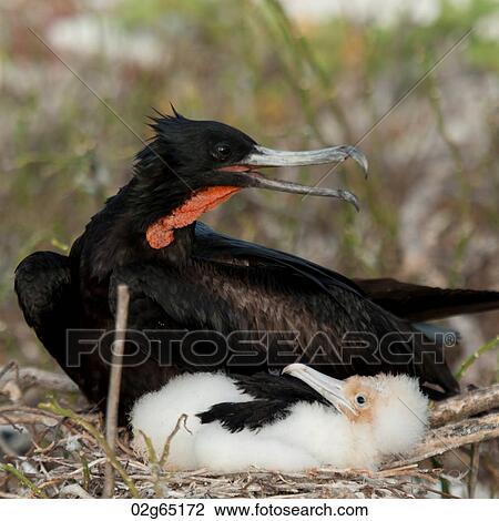 Great frigatebird (Fregata minor) with its chick in nest, Genovesa Island, Galapagos Islands, Ecuador View Large Photo Image Stock Image - Great frigatebird (Fregata minor) with its chick in nest, Genovesa Island, Galapagos Islands, Ecuador. Fotosearch
