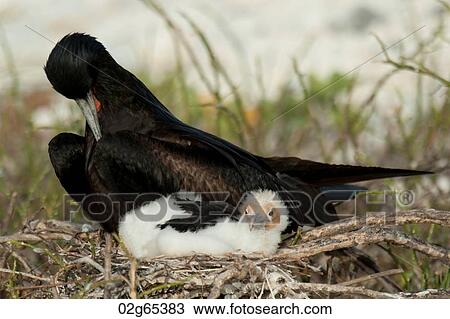 Great frigatebird (Fregata minor) with its chick in nest, Darwin Bay, Genovesa Island, Galapagos Islands, Ecuador View Large Photo Image Stock Image - Great frigatebird (Fregata minor) with its chick in nest, Darwin Bay, Genovesa Island, Galapagos Islands, Ecuador. Fotosearch