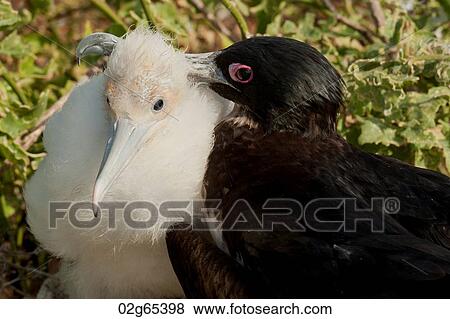 Great frigatebird (Fregata minor) with its chick, Darwin Bay, Genovesa Island, Galapagos Islands, Ecuador View Large Photo Image Stock Photo - Great frigatebird (Fregata minor) with its chick, Darwin Bay, Genovesa Island, Galapagos Islands, Ecuador. Fotosearch