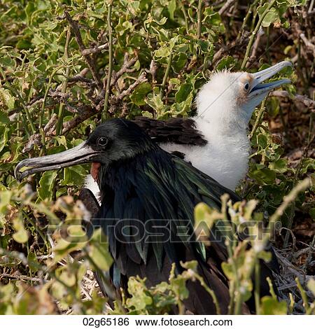 Great frigatebird (Fregata minor) with its chick, Genovesa Island, Galapagos Islands, Ecuador View Large Photo Image Stock Photograph - Great frigatebird (Fregata minor) with its chick, Genovesa Island, Galapagos Islands, Ecuador. Fotosearch