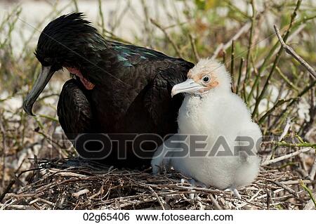 Great frigatebird (Fregata minor) with its chick, Darwin Bay, Genovesa Island, Galapagos Islands, Ecuador View Large Photo Image Stock Photograph - Great frigatebird (Fregata minor) with its chick, Darwin Bay, Genovesa Island, Galapagos Islands, Ecuador. Fotosearch