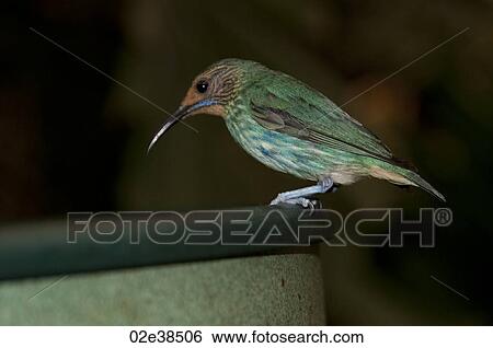 Green bird at the Butterfly Palace in Branson, Missouri View Large Photo Image Stock Photograph - Green bird at the Butterfly Palace in Branson, Missouri. Fotosearch