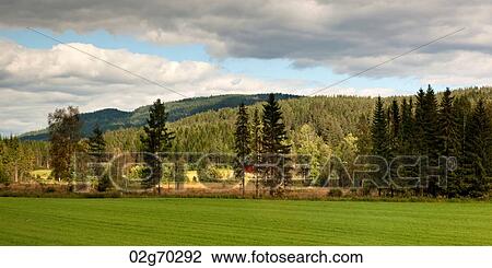 Green field with trees in the background, Norway View Large Photo Image Stock Image - Green field with trees in the background, Norway. Fotosearch