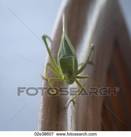 Green insect crawling along a branch in Costa Rica View Large Photo Image Stock Photo - Green insect crawling along a branch in Costa Rica. Fotosearch