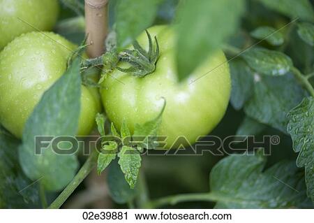 Stock Image - Green tomatoes growing on the vine in a garden at Lake of the Woods, Ontario. Fotosearch
