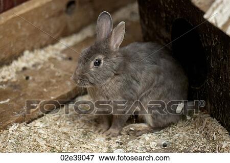 Stock Photo - Grey bunny in a wooden crate with wood chips. Fotosearch