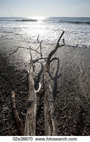 Grey driftwood on a pebble beach looking onto the reflective ocean waves View Large Photo Image Stock Image - Grey driftwood on a pebble beach looking onto the reflective ocean waves. Fotosearch
