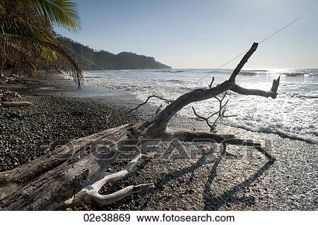 Grey driftwood on a pebble beach looking onto the reflective ocean waves View Large Photo Image Stock Photo - Grey driftwood on a pebble beach looking onto the reflective ocean waves. Fotosearch