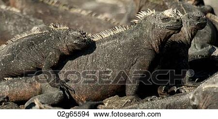 Group of Marine iguanas (Amblyrhynchus cristatus), Punta Espinoza, Fernandina Island, Galapagos Islands, Ecuador View Large Photo Image Picture - Group of Marine iguanas (Amblyrhynchus cristatus), Punta Espinoza, Fernandina Island, Galapagos Islands, Ecuador. Fotosearch