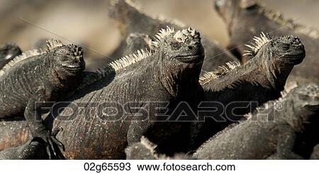 Group of Marine iguanas (Amblyrhynchus cristatus), Punta Espinoza, Fernandina Island, Galapagos Islands, Ecuador View Large Photo Image Stock Image - Group of Marine iguanas (Amblyrhynchus cristatus), Punta Espinoza, Fernandina Island, Galapagos Islands, Ecuador. Fotosearch