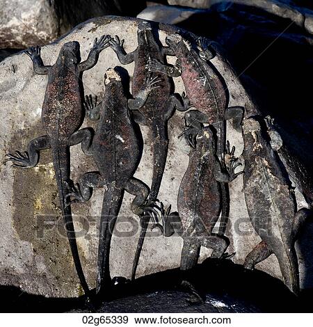 Stock Photo - Group of Marine iguanas (Amblyrhynchus cristatus) on a rock, Punta Suarez, Espanola Island, Galapagos Islands, Ecuador. Fotosearch